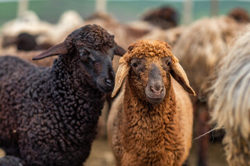 Close Up Portrait of a Sheep on a Farm in Green Pasture.