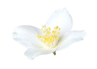 One beautiful jasmine bud isolated on white
