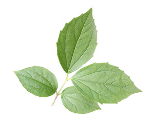 Branch with green jasmine leaves isolated on white