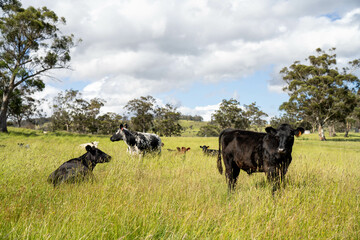 wagyu angus cows Mixed Herd of Healthy Beef Cattle Grazing on Lush Green Pasture. Regenerative Sustainable Australian Agriculture, Responsible Livestock Farming, and Natural Environment in Australia