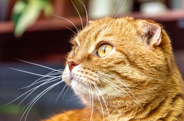 Ginger Scottish Fold cat close-up, amber eyes, white whiskers, soft window light, bokeh