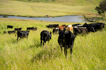 wagyu angus cows Mixed Herd of Healthy Beef Cattle Grazing on Lush Green Pasture. Regenerative Sustainable Australian Agriculture, Responsible Livestock Farming, and Natural Environment in Australia