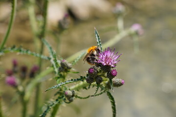 Wildbiene sucht Nektar