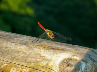 dragonfly on a branch