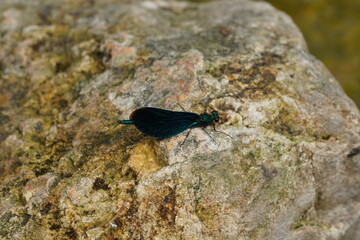 Schmetterling ruht sich aus