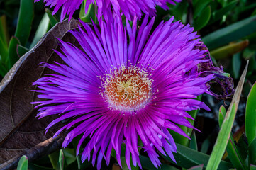 Spectacular photos of the Hottentot Fig.