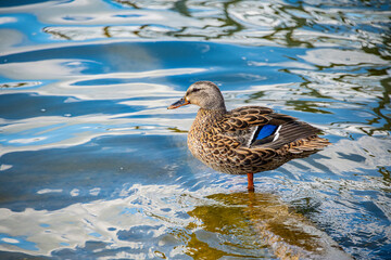 Female mallard wading