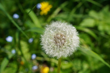 Pusteblume am Wegesrand