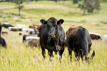 wagyu angus cows Mixed Herd of Healthy Beef Cattle Grazing on Lush Green Pasture. Regenerative...