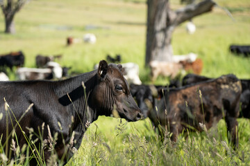 wagyu angus cows Mixed Herd of Healthy Beef Cattle Grazing on Lush Green Pasture. Regenerative...