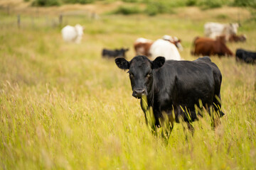 wagyu angus cows Mixed Herd of Healthy Beef Cattle Grazing on Lush Green Pasture. Regenerative Sustainable Australian Agriculture, Responsible Livestock Farming, and Natural Environment in Australia
