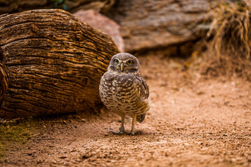 owl on the ground