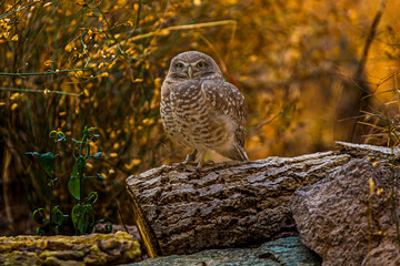 great horned owl in the wild