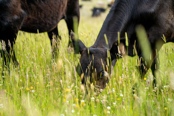 herd of cows in a field grazing on green lush pasture. Expansive Australian Farm Landscape with a...