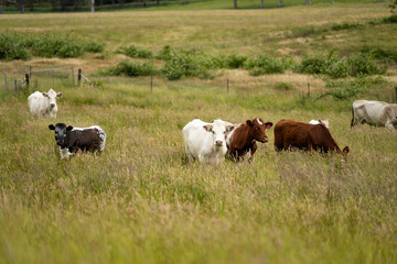 wagyu angus cows Mixed Herd of Healthy Beef Cattle Grazing on Lush Green Pasture. Regenerative Sustainable Australian Agriculture, Responsible Livestock Farming, and Natural Environment in Australia