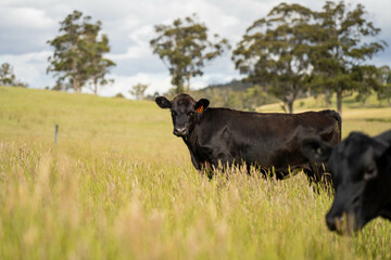 wagyu angus cows Mixed Herd of Healthy Beef Cattle Grazing on Lush Green Pasture. Regenerative...