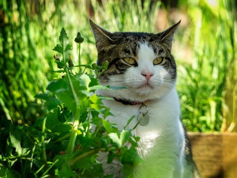 Tabby cat in a sunny garden