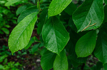 Raindrops on green magnolia leaves. Blurred background of spring nature. Growing magnolia in gardening.