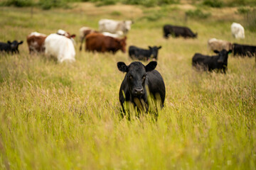 wagyu angus cows Mixed Herd of Healthy Beef Cattle Grazing on Lush Green Pasture. Regenerative...