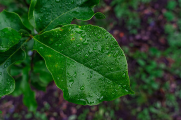Macro photo of green magnolia leaf with raindrops on blurred background. Selective focus. Rainy content. Top view.