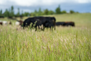 wagyu angus cows Mixed Herd of Healthy Beef Cattle Grazing on Lush Green Pasture. Regenerative...
