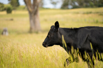 wagyu angus cows Mixed Herd of Healthy Beef Cattle Grazing on Lush Green Pasture. Regenerative...