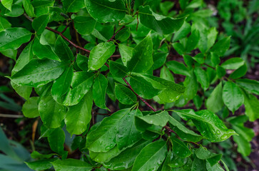 Raindrops on green magnolia leaf. Selective focus. Spring screen saver. Growing magnolia in gardening.