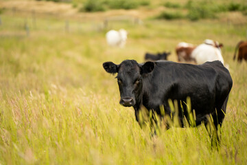 wagyu angus cows Mixed Herd of Healthy Beef Cattle Grazing on Lush Green Pasture. Regenerative...