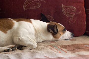 Jack russell terrier sleeping on a sofa in the living room