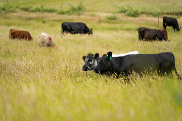 wagyu angus cows Mixed Herd of Healthy Beef Cattle Grazing on Lush Green Pasture. Regenerative Sustainable Australian Agriculture, Responsible Livestock Farming, and Natural Environment in Australia