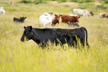 wagyu angus cows Mixed Herd of Healthy Beef Cattle Grazing on Lush Green Pasture. Regenerative...