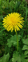Yellow dandelion blooming among the green grass, highlighting its vibrant color in the natural environment