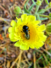 bees and other insects on yellow flowers