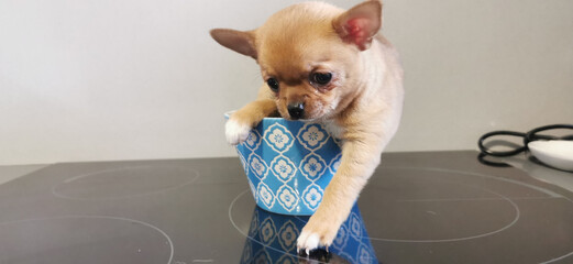 little chihuahua in funny pose for photo