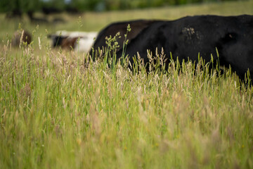wagyu angus cows Mixed Herd of Healthy Beef Cattle Grazing on Lush Green Pasture. Regenerative Sustainable Australian Agriculture, Responsible Livestock Farming, and Natural Environment in Australia
