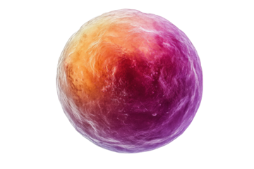 Scanning electron micrograph of a single human ovum, highlighting its textured surface. background removed