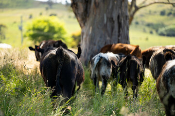 wagyu angus cows Mixed Herd of Healthy Beef Cattle Grazing on Lush Green Pasture. Regenerative...