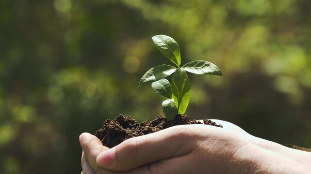 Hope grows in hands, Green start, Nature’s renewal, Early growth, Young leaf sprouting, Life from soil, Caring touch, Planting dreams, Hands protecting nature, New green shoot, Early plant growth
