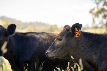 wagyu angus cows Mixed Herd of Healthy Beef Cattle Grazing on Lush Green Pasture. Regenerative Sustainable Australian Agriculture, Responsible Livestock Farming, and Natural Environment in Australia