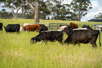 herd of cows in a field grazing on green lush pasture. Expansive Australian Farm Landscape with a...