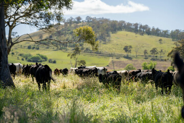 herd of cows in a field grazing on green lush pasture. Expansive Australian Farm Landscape with a...