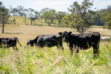 herd of cows in a field grazing on green lush pasture. Expansive Australian Farm Landscape with a...