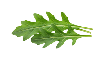 Fresh arugula leaves isolated on a white background, isolated, no background