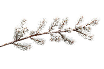 A frost-covered pine branch, isolated on a transparent background, showcasing winter's beauty. background removed
