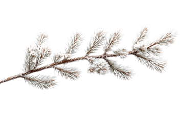 A frost-covered pine branch, isolated on a transparent background, showcasing winter's beauty. background removed