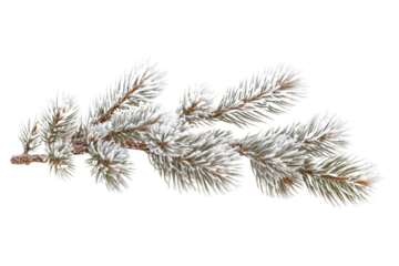 Snow-covered pine branch isolated on a transparent background, perfect for winter or Christmas designs. background removed