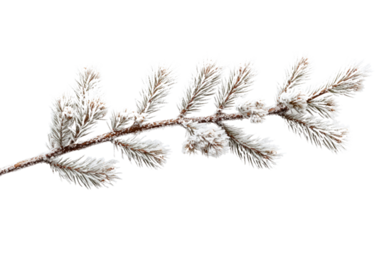 A frost-covered pine branch, isolated on a transparent background, showcasing winter's beauty. background removed