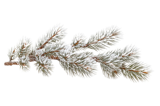 Snow-covered pine branch isolated on a transparent background, perfect for winter or Christmas designs. background removed - Powered by Adobe