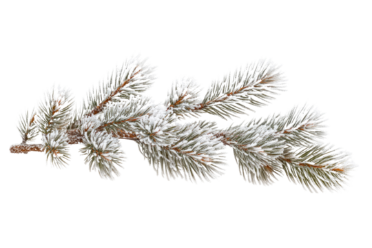 Snow-covered pine branch isolated on a transparent background, perfect for winter or Christmas designs. background removed