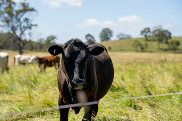 wagyu angus cows Mixed Herd of Healthy Beef Cattle Grazing on Lush Green Pasture. Regenerative Sustainable Australian Agriculture, Responsible Livestock Farming, and Natural Environment in Australia